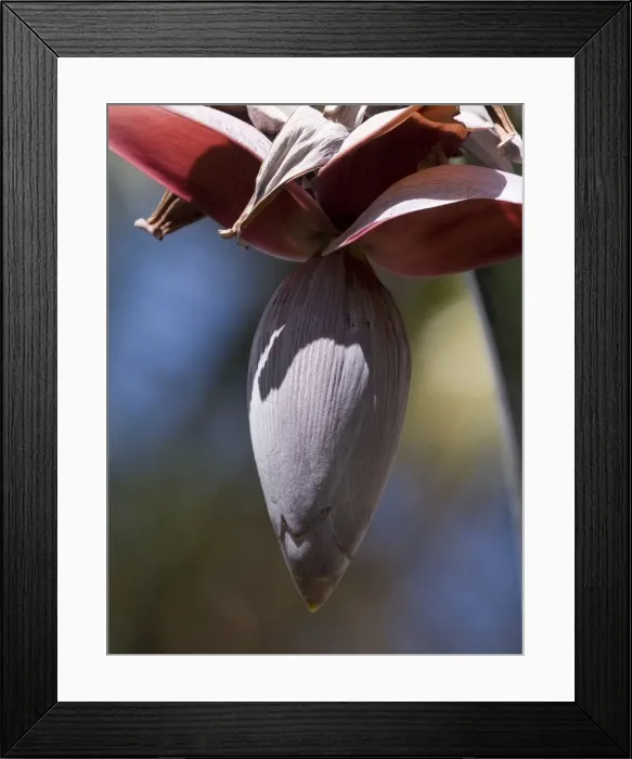 Framed Print : Banana flower On New Caledonia
