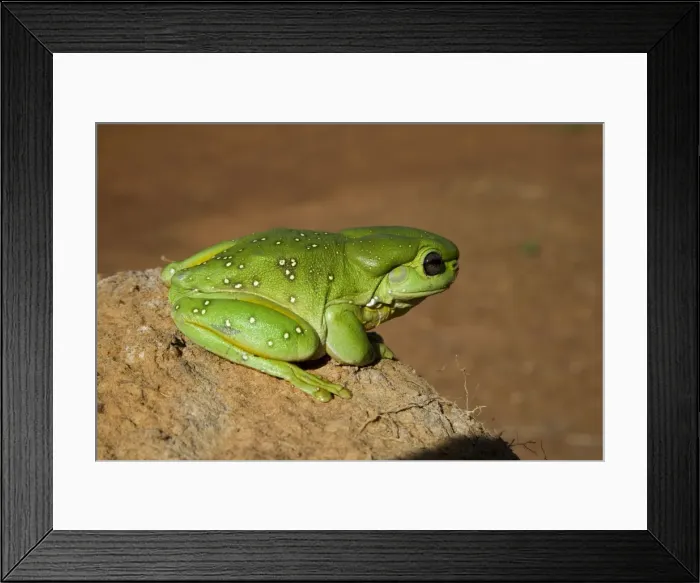 Framed Print : Magnificent / Splendid Tree Frog Splendid Tree Frogs are confined to rocky areas of the Kimberley and nothern areas of Northern Territory. Also found around aboriginal communities and remote stations. Moderately common Framed Print : Magnificent / Splendid Tree Frog Splendid Tree Frogs are confined to rocky areas of the Kimberley and nothern areas of Northern Territory. Also found around aboriginal communities and remote stations. Moderately common