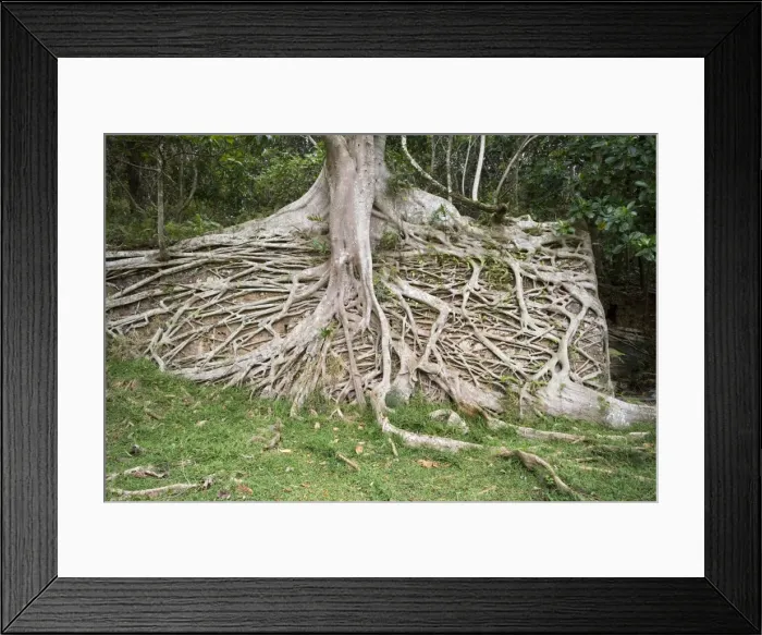 Framed Print : Strangler Fig roots covering a wall Prony Bay eastern New Caledonia Framed Print : Strangler Fig roots covering a wall Prony Bay eastern New Caledonia