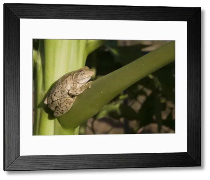 Framed Print : Roths Tree Frog Distributed across the Top End from the Kimberley to eastern Queensland. Found in trees and shrubs and also on the ground, from the coast and adjacent ranges to inland areas particularly where there are larger rivers Framed Print : Roths Tree Frog Distributed across the Top End from the Kimberley to eastern Queensland. Found in trees and shrubs and also on the ground, from the coast and adjacent ranges to inland areas particularly where there are larger rivers