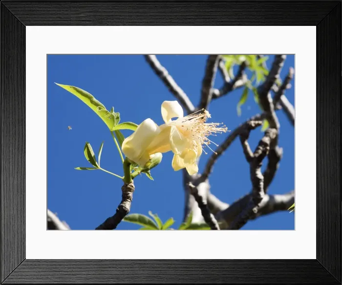 Framed Print : Baobab tree flower Baobab trees flower for one night only. This one photographed in the morning is wilting and by evening will be in poor condition. On Sheep Island, Kimberley coast, Western Australia Framed Print : Baobab tree flower Baobab trees flower for one night only. This one photographed in the morning is wilting and by evening will be in poor condition. On Sheep Island, Kimberley coast, Western Australia
