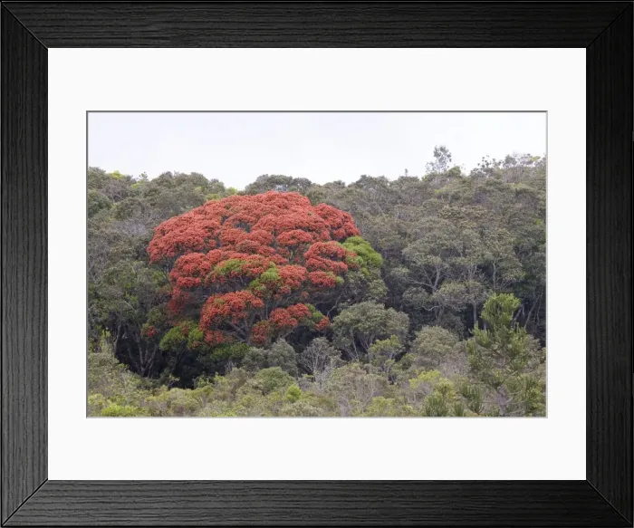 Framed Print : Metrosideros sp In the hills above Ouasse Village on eastern New Caledonia Framed Print : Metrosideros sp In the hills above Ouasse Village on eastern New Caledonia