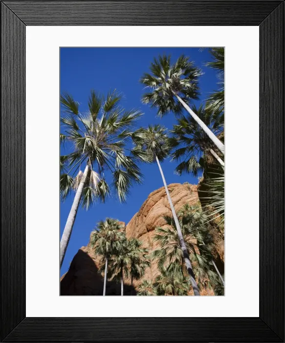 Framed Print : Fan Palm Endemic to the Bungle Bungles area. Kimberley, Western Australia Framed Print : Fan Palm Endemic to the Bungle Bungles area. Kimberley, Western Australia