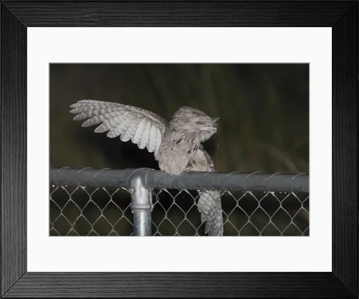 Framed Print : Tawny Frogmouth rain bathing This common well known Frogmouth is found in a wide variety of habitats right throughout Australia except for treeless deserts. Despite it being the wet season there had been no rain for some days Framed Print : Tawny Frogmouth rain bathing This common well known Frogmouth is found in a wide variety of habitats right throughout Australia except for treeless deserts. Despite it being the wet season there had been no rain for some days