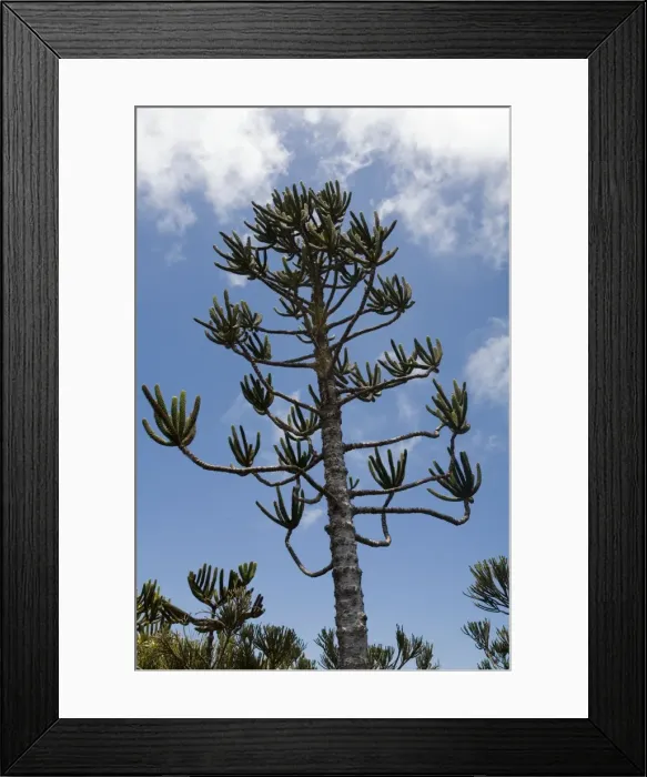 Framed Print : Araucaria tree in the highlands of New Caledonia Framed Print : Araucaria tree in the highlands of New Caledonia