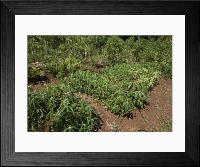 Framed Print : Cassava growing in a village garden in New Caledonia Framed Print : Cassava growing in a village garden in New Caledonia