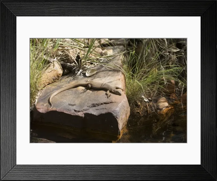 Framed Print : Merten's Water Monitor - Basking on a rock at Galvan's Gorge, Gibb River Road, Kimberley, Western Australia Framed Print : Merten's Water Monitor - Basking on a rock at Galvan's Gorge, Gibb River Road, Kimberley, Western Australia