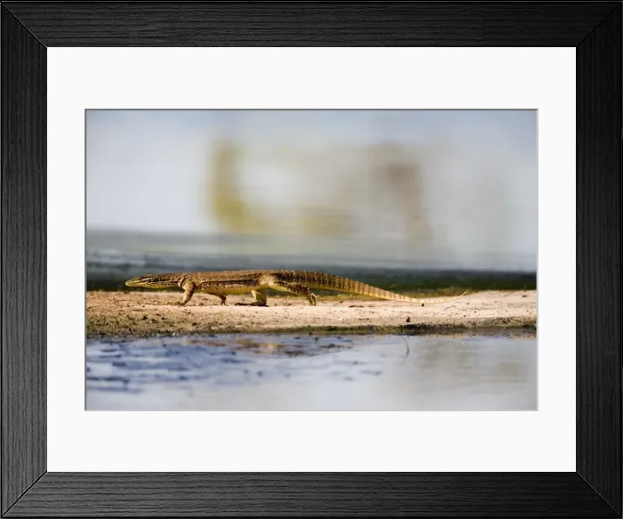 Framed Print : Yellow-spotted Monitor Recently separated from Gould's Goanna. At a wetland near Derby Water Treatment Plant, Kimberley, Western Australia Framed Print : Yellow-spotted Monitor Recently separated from Gould's Goanna. At a wetland near Derby Water Treatment Plant, Kimberley, Western Australia