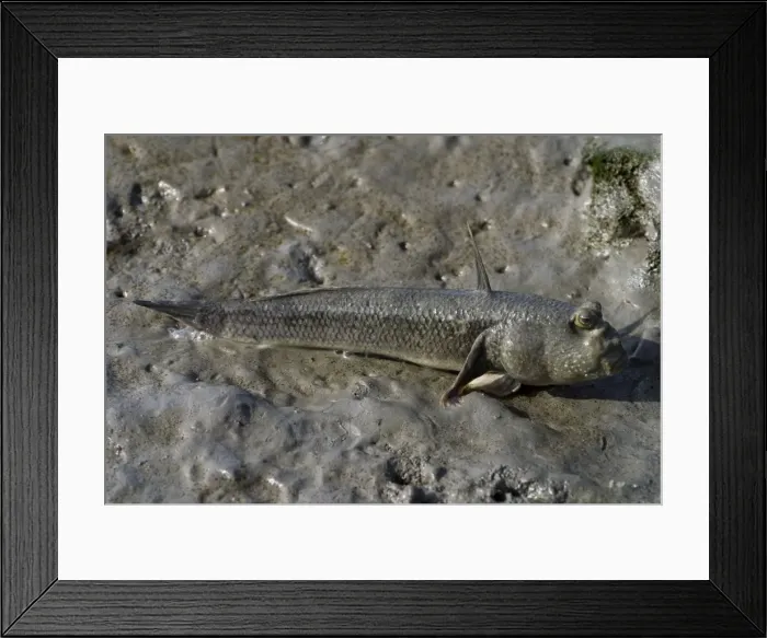 Framed Print : Mudskipper Oyster Goby / Oystergoby. On mudflats at Cairns esplanade, Quensland, Australia Framed Print : Mudskipper Oyster Goby / Oystergoby. On mudflats at Cairns esplanade, Quensland, Australia