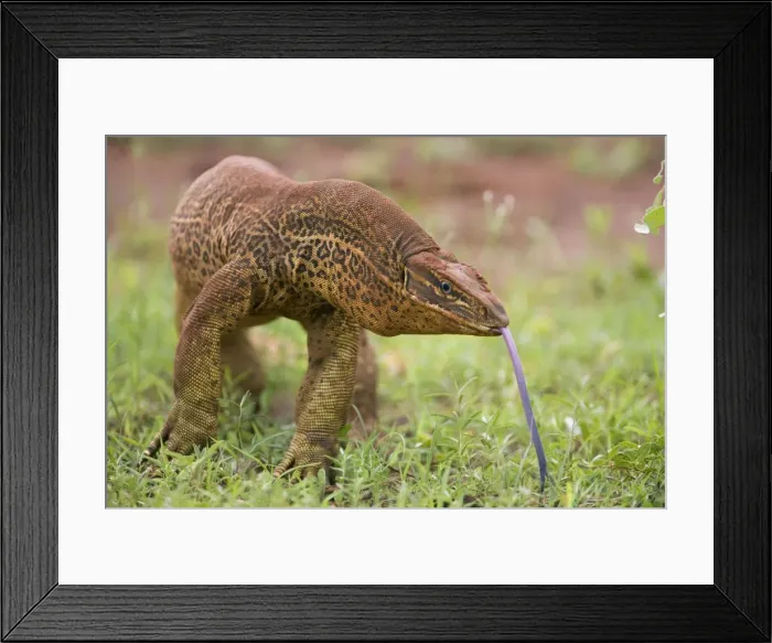 Framed Print : Gould's Goanna - sensing air with tongue One of Australia's largest lizards and found in most open habitats throughout Australia Framed Print : Gould's Goanna - sensing air with tongue One of Australia's largest lizards and found in most open habitats throughout Australia