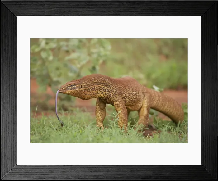 Framed Print : Gould's Goanna - sensing air with tongue One of Australia's largest lizards and found in most open habitats throughout Australia Framed Print : Gould's Goanna - sensing air with tongue One of Australia's largest lizards and found in most open habitats throughout Australia