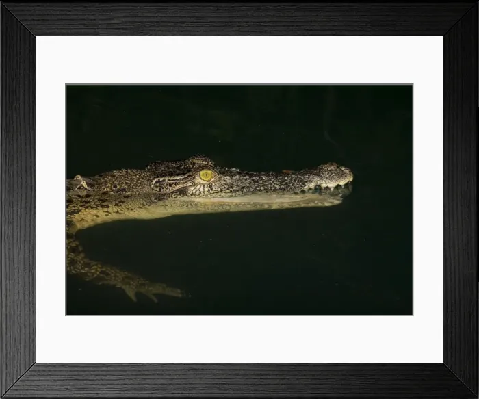 Framed Print : Estuarine Crocodile at night Among mangroves along the Kimberley coast, Western Australia Framed Print : Estuarine Crocodile at night Among mangroves along the Kimberley coast, Western Australia