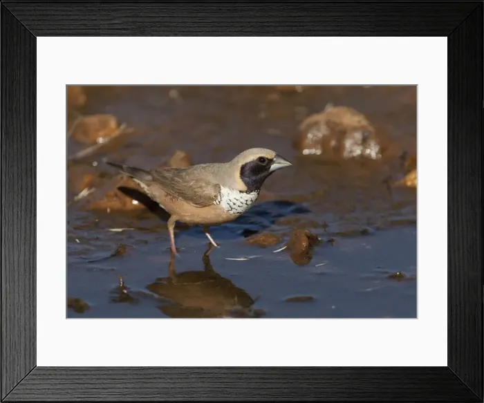 Framed Print : Pictorella Mannikin - at pool in Donkey Creek, near Canteen Creek Aboriginal Community, Northern Territory, Australia Framed Print : Pictorella Mannikin - at pool in Donkey Creek, near Canteen Creek Aboriginal Community, Northern Territory, Australia