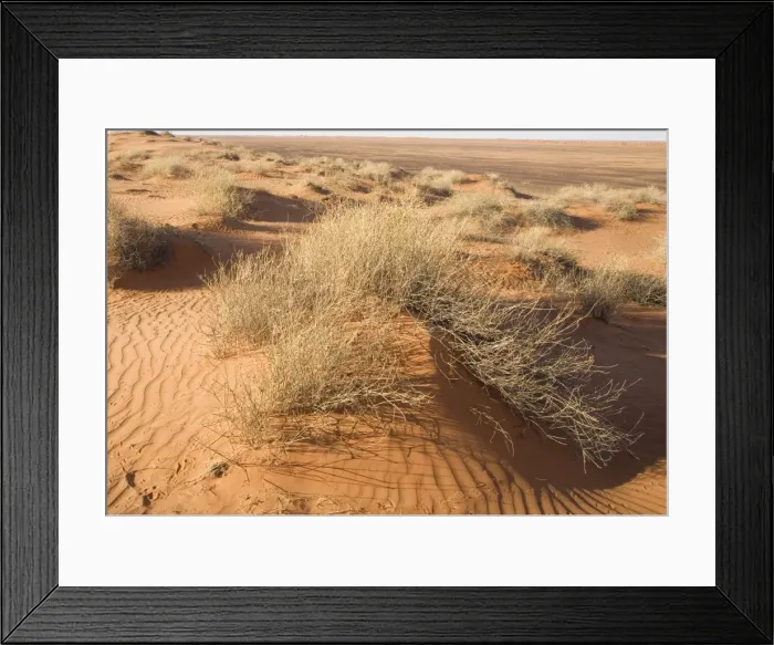 Framed Print : Sand Dune - Sand dune in the Simpson Desert, near Mac Clark (Acacia peuce) Reserve, Northern Territory, Australia. Cane Grass in the foreground is the home of the Eryean Grasswren Framed Print : Sand Dune - Sand dune in the Simpson Desert, near Mac Clark (Acacia peuce) Reserve, Northern Territory, Australia. Cane Grass in the foreground is the home of the Eryean Grasswren