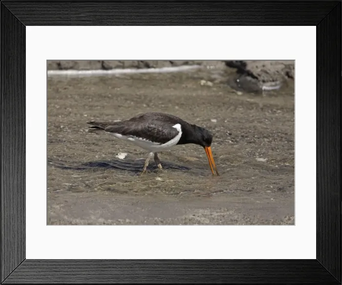Framed Print : South Island Pied Oystercatcher Framed Print : South Island Pied Oystercatcher