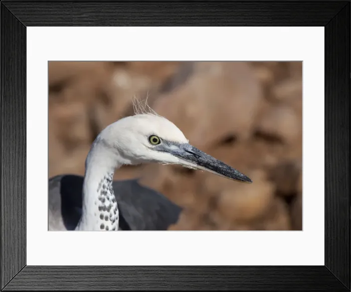 Framed Print : White-necked Heron - Donkey Creek, near Canteen Creek Aboriginal Community, Northern Territory, Australia Framed Print : White-necked Heron - Donkey Creek, near Canteen Creek Aboriginal Community, Northern Territory, Australia