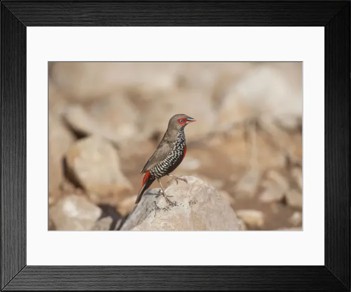 Framed Print : Painted Finch - perched on rock - Donkey Creek near Canteen Creek Aboriginal Community - Northern Territory - Australia Framed Print : Painted Finch - perched on rock - Donkey Creek near Canteen Creek Aboriginal Community - Northern Territory - Australia