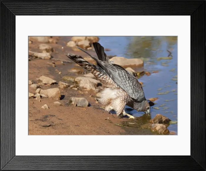 Framed Print : Spotted Harrier - drinking at a waterhole near Canteen Creek Aboriginal Community, Northern Territory, Australia Framed Print : Spotted Harrier - drinking at a waterhole near Canteen Creek Aboriginal Community, Northern Territory, Australia