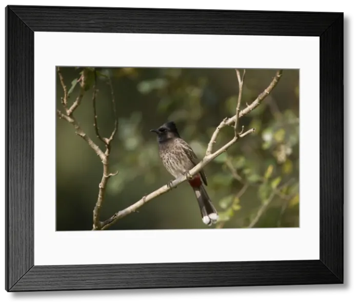 Framed Print : Red-vented Bulbul At Corbett National Park, India Framed Print : Red-vented Bulbul At Corbett National Park, India