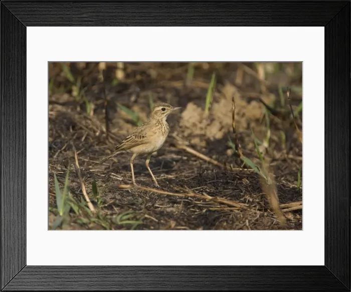 Framed Print : Paddyfield Pipit - Candolim, Goa, India Framed Print : Paddyfield Pipit - Candolim, Goa, India