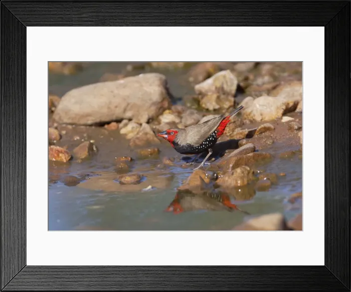 Framed Print : Painted Finch - male drinking from pool - Donkey Creek near Canteen Creek Aboriginal Community - Northern Territory - Australia Framed Print : Painted Finch - male drinking from pool - Donkey Creek near Canteen Creek Aboriginal Community - Northern Territory - Australia