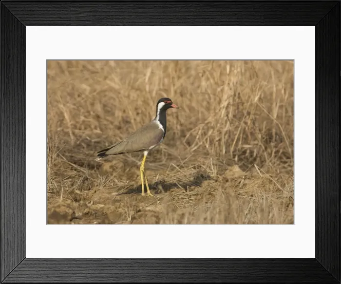 Framed Print : Red-wattled Lapwing At Candolim, Goa, India Framed Print : Red-wattled Lapwing At Candolim, Goa, India