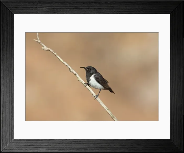 Framed Print : Black Honeyeater - male - Donkey Creek near Canteen Creek Aboriginal Community, Northern Territory, Australia Framed Print : Black Honeyeater - male - Donkey Creek near Canteen Creek Aboriginal Community, Northern Territory, Australia