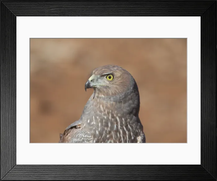 Framed Print : Spotted Harrier Framed Print : Spotted Harrier