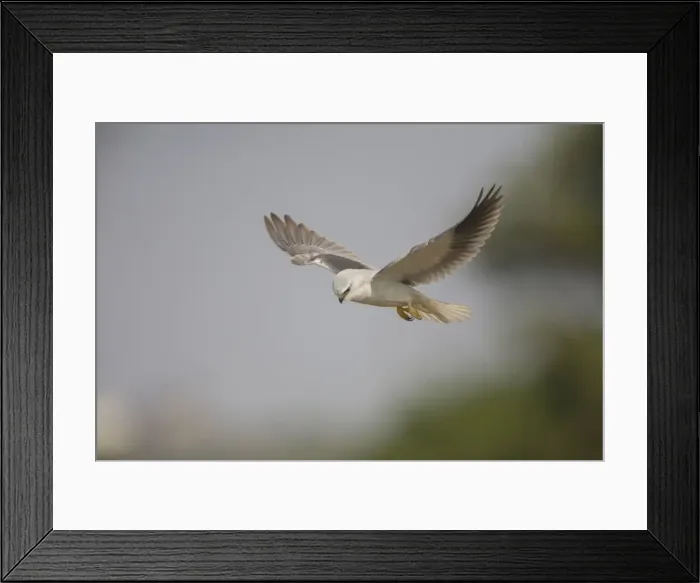Framed Print : Black-winged Kite - in flight - Candolim, Goa, India Framed Print : Black-winged Kite - in flight - Candolim, Goa, India