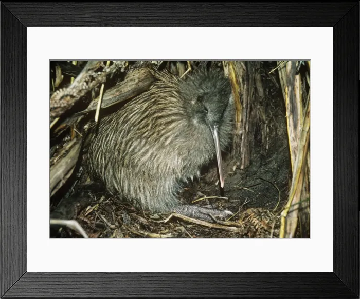 Framed Print : Tokoeka / Stewart Island Brown Kiwi - in burrow Framed Print : Tokoeka / Stewart Island Brown Kiwi - in burrow