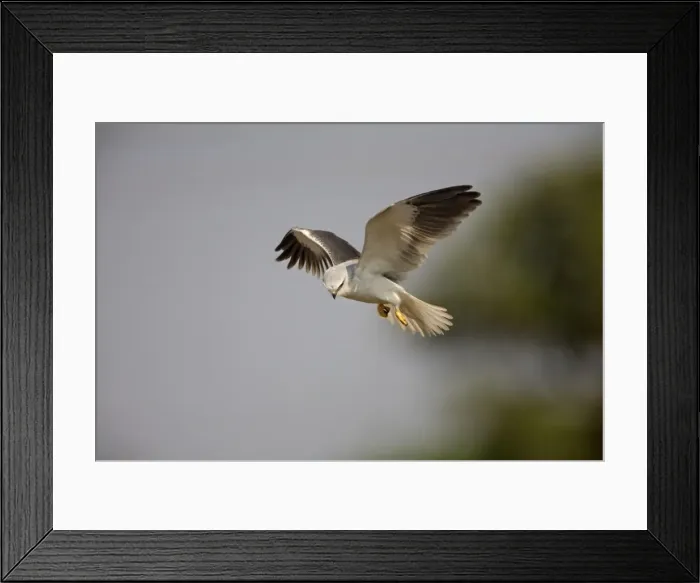 Framed Print : Black-winged Kite - in flight - Candolim, Goa, India