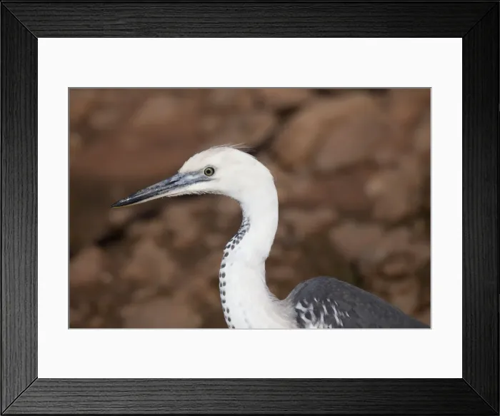 Framed Print : White-necked Heron Framed Print : White-necked Heron