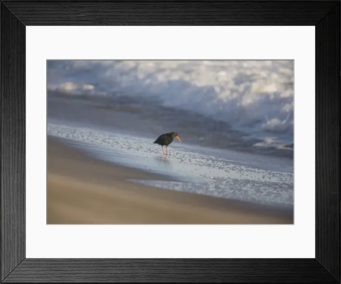 Framed Print : Variable Oystercatcher - on beach - Rogers Road Beach, Ohinepanea, southeast of Te Puke, North Island, Island, New Zealand Framed Print : Variable Oystercatcher - on beach - Rogers Road Beach, Ohinepanea, southeast of Te Puke, North Island, Island, New Zealand