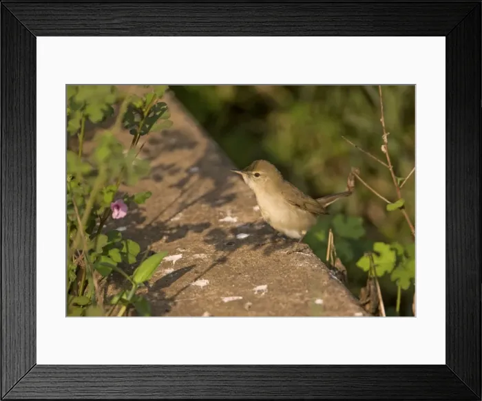 Framed Print : Blyths Reed Warbler - Cambolin, Goa, India Framed Print : Blyths Reed Warbler - Cambolin, Goa, India