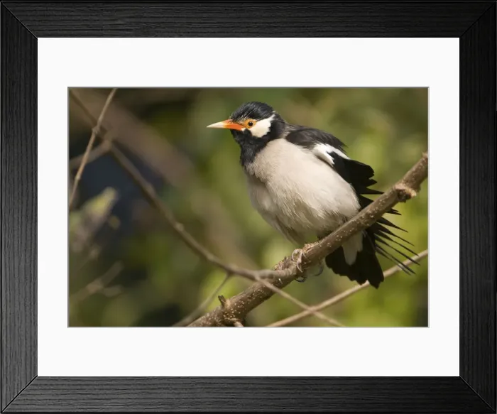 Framed Print : Pied Myna / Asian Pied Starling - Corbett National Park, India Framed Print : Pied Myna / Asian Pied Starling - Corbett National Park, India