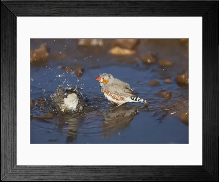 Framed Print : Zebra Finch - bathing at a pool in Donkey Creek near Canteen Creek Aboriginal Community, Northern Territory, Australia Framed Print : Zebra Finch - bathing at a pool in Donkey Creek near Canteen Creek Aboriginal Community, Northern Territory, Australia