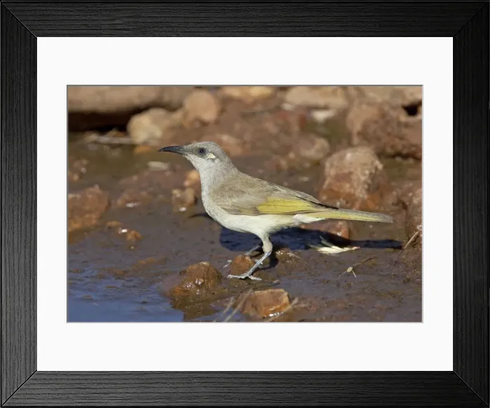 Framed Print : Brown Honeyeater - coming to drink at a pool in Donkey Creek, near Canteen Creek Aboriginal Community, Northern Territory, Australia Framed Print : Brown Honeyeater - coming to drink at a pool in Donkey Creek, near Canteen Creek Aboriginal Community, Northern Territory, Australia