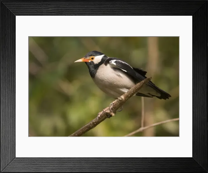 Framed Print : Pied Myna / Asian Pied Starling - Corbett National Park, India Framed Print : Pied Myna / Asian Pied Starling - Corbett National Park, India