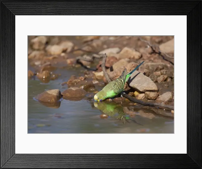 Framed Print : Budgerigar - Drinking at a pool in Donkey Creek, near Canteen Creek Aboriginal Community, Northern Territory, Australia Framed Print : Budgerigar - Drinking at a pool in Donkey Creek, near Canteen Creek Aboriginal Community, Northern Territory, Australia