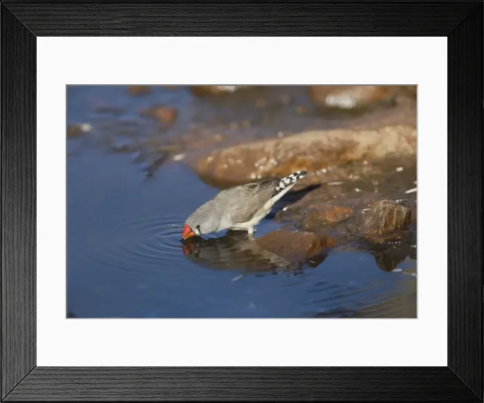 Framed Print : Zebra Finch - drinking from pool Framed Print : Zebra Finch - drinking from pool