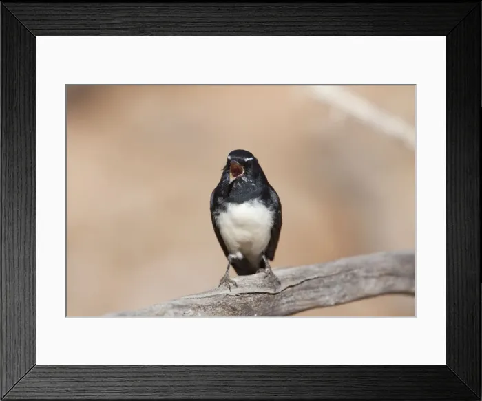 Framed Print : Willie Wagtail - singing Framed Print : Willie Wagtail - singing