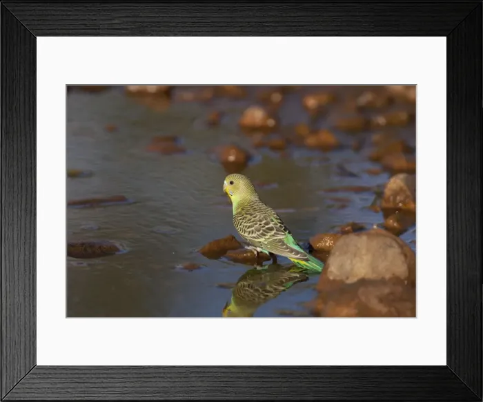 Framed Print : Budgerigar - juvenile drinking at a pool in Donkey Creek, near Canteen Creek Aboriginal Community, Northern Territory, Australia Framed Print : Budgerigar - juvenile drinking at a pool in Donkey Creek, near Canteen Creek Aboriginal Community, Northern Territory, Australia