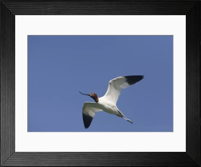 Framed Print : Red-necked Avocet At Alice Springs Water Treatment Plant, Northern Territory, Australia Framed Print : Red-necked Avocet At Alice Springs Water Treatment Plant, Northern Territory, Australia