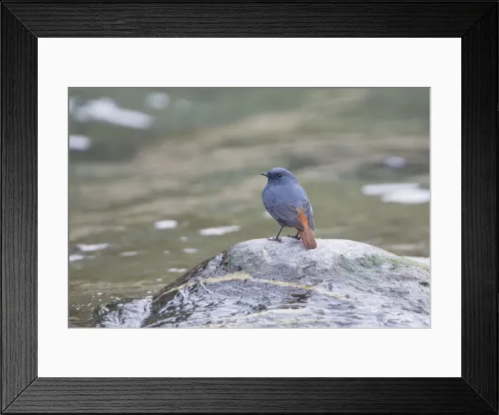 Framed Print : Plumbeous Water Redstart - Kosi River, Corbett National Park, India Framed Print : Plumbeous Water Redstart - Kosi River, Corbett National Park, India