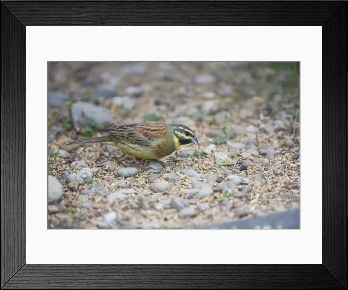 Framed Print : Cirl Bunting - feeding on seed fallen from an outdoor canary cage. In an urban garden in Richmond, Nelson, South Island, New Zealand Framed Print : Cirl Bunting - feeding on seed fallen from an outdoor canary cage. In an urban garden in Richmond, Nelson, South Island, New Zealand