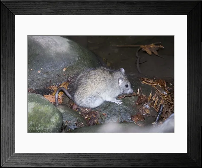 Framed Print : Black Rat - Healesville Sanctuary - Victoria, Australia Framed Print : Black Rat - Healesville Sanctuary - Victoria, Australia