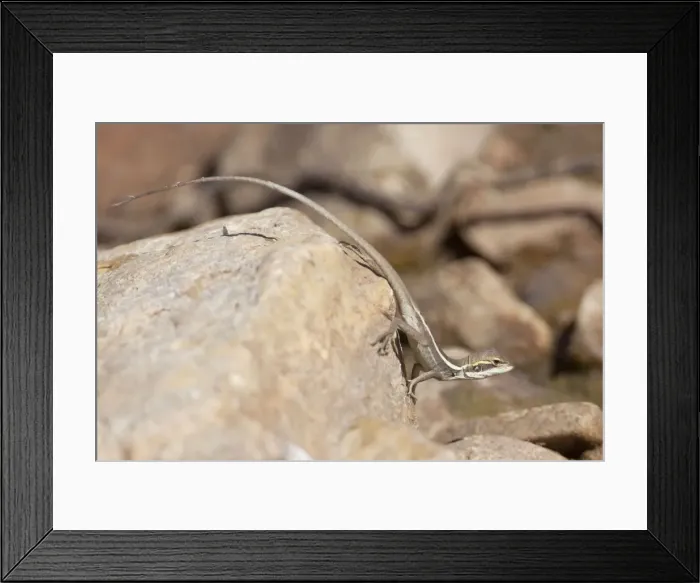 Framed Print : Gilbert's Dragon - near Canteen Creek Aboriginal Community, Northern Territory, Australia Framed Print : Gilbert's Dragon - near Canteen Creek Aboriginal Community, Northern Territory, Australia
