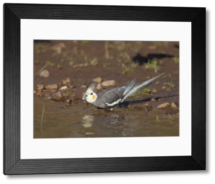 Framed Print : Cockatiel - male drinking at Poison Creek waterhole, near Canteen Creek Aboriginal Community, Northern Territory, Australia Framed Print : Cockatiel - male drinking at Poison Creek waterhole, near Canteen Creek Aboriginal Community, Northern Territory, Australia