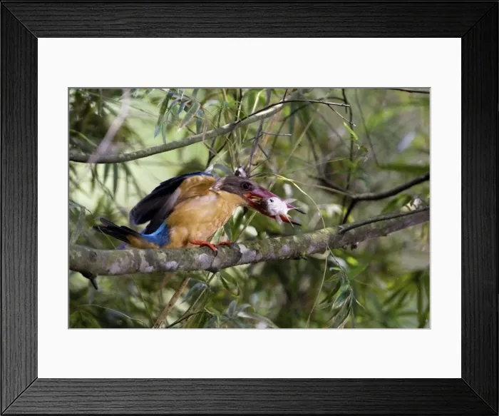 Framed Print : Stork-billed Kingfisher - with fish in mouth - Previously Halcyon capensis Framed Print : Stork-billed Kingfisher - with fish in mouth - Previously Halcyon capensis