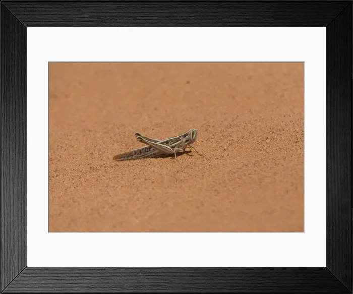 Framed Print : Spur-throated Plague Locust - on a sand dune near Mac Clark (Acacia peuce) Reserve, Northern Territory, Australia Framed Print : Spur-throated Plague Locust - on a sand dune near Mac Clark (Acacia peuce) Reserve, Northern Territory, Australia